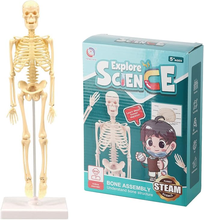 مجموعة تركيب الهيكل العظمي التعليمية للأطفال – Explore Science من Teng Xin | 36 قطعة